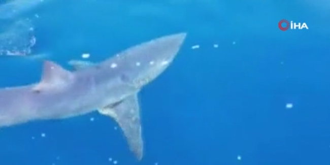 GKRY'de tehlikeli köpek balığı kıyıda görüntülendi