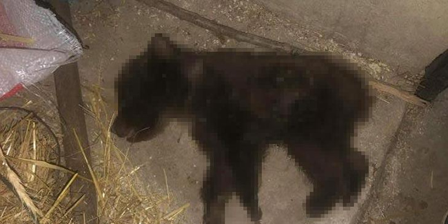 Köpeklerin saldırısına uğrayan yavru ayı öldü