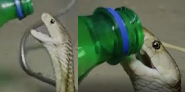 Susuzluktan kavrulan yılan şişeden kana kana su içti