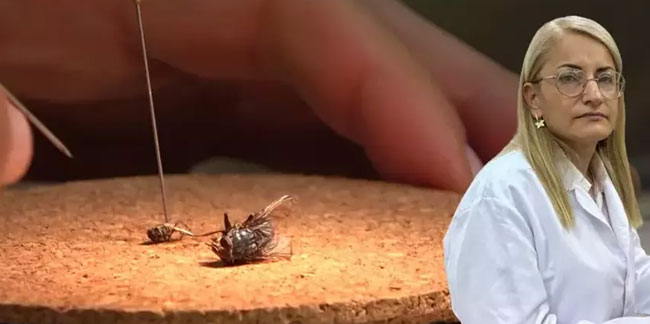 Adli Tıp'ta 'böcek' sırrı: Ölüm yeri ve zamanını böyle gösteriyor