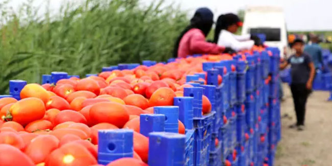 Turfanda domateste hasat sürüyor, 115 bin ton rekolte bekleniyor