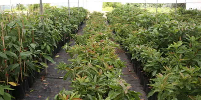 Portakal ağaçları arasında avokado üretimine başladı, şimdi ihracat aşamasında