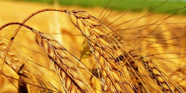Buğday fiyatları bir haftada yüzde 40 arttı