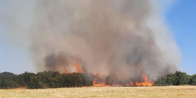 Dün yaşanan orman yangınında bilanço ortaya çıktı