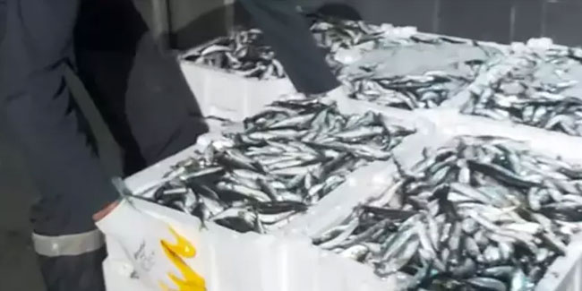 Yüzlerde kilo istavrite el konuldu : Balık avcılarına 74 bin lira ceza