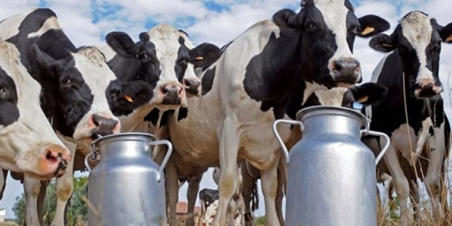 Süt üreticileri isyanda! Hayvanlar kesime yolluyoruz