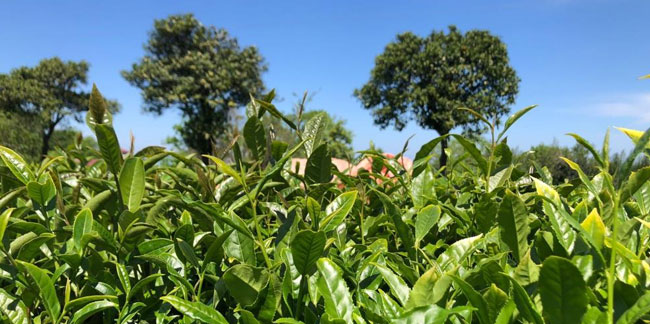 Rize'de hava şartlarının olumsuz etkilediği çay hasadına uyarı!
