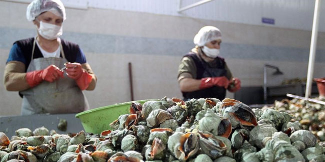 Türkiye'de 1 milyon dolarlık deniz salyangozu ihraç edildi