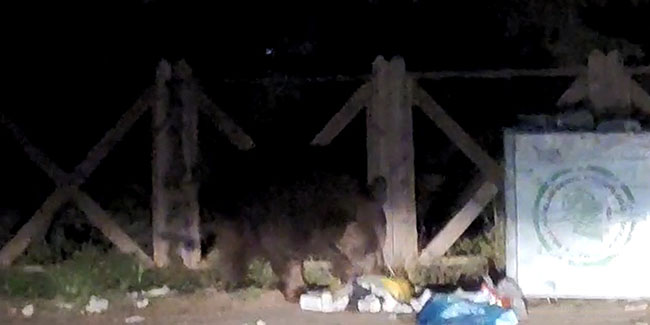 Uludağ’da aç kalan ayı çöpleri karıştırırken görüntülendi