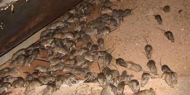 Avustralya’da dehşete düşüren fare istilasına '5 bin litrelik zehir' çözümü
