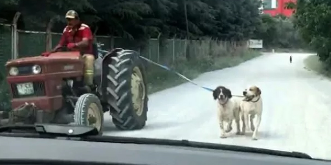 İki köpeğini traktöre bağlayıp götürdü! Tepki yağdı