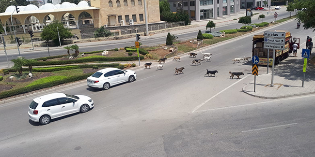 Sokak köpekleri Adana sokaklarında sürü halinde geziyor