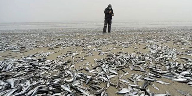 Ürküten görüntü! Binlerce ölü balık sahile vurdu