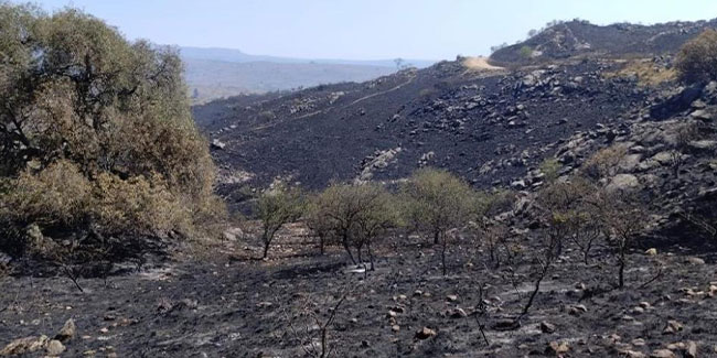 Arjantin’de orman yangını yerleşim bölgelerine sıçradı
