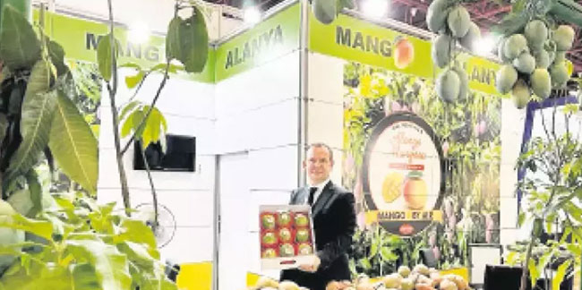 Mango ihracatında ‘milyarlık’ fırsat var