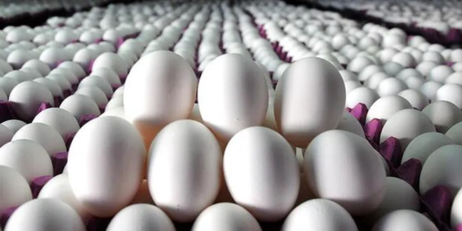 Yumurta tüketimi "karantina" etkisiyle arttı