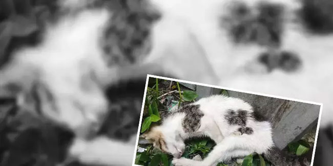 Trabzon'da duvara fırlatıp kediyi öldürmüştü! İstenen ceza belli oldu