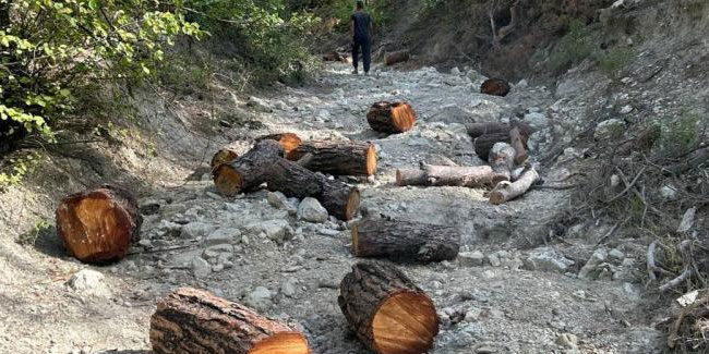 Ormandan izinsiz 11 adet ağaç kesen şahıs yakalandı