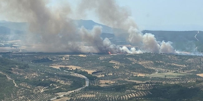 İzmir'deki makilik yangını 15 saat sonra söndürüldü