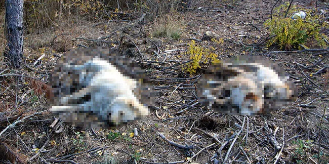 Köyde 5 köpek, 3 kedi ve 11 tavuk zehirlenerek öldürüldü