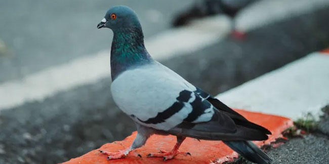 Japonya'da bir güvercini kasten ezip öldüren taksici tutuklandı