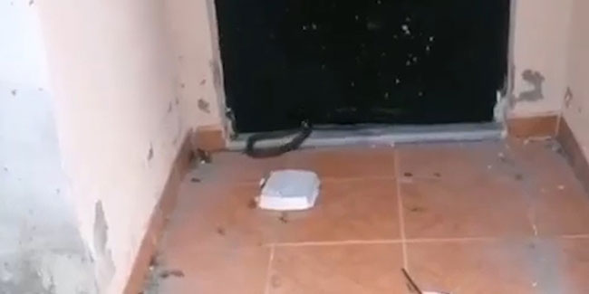 Rize'de eve girmeye çalışan yılan korkuttu