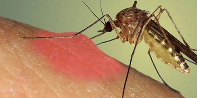 Sivrisinekler kansere karşı umut oldu!