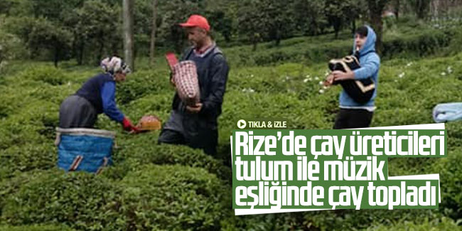 Rize’de çay üreticileri tulum ile müzik eşliğinde çay topladı