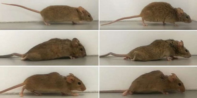 Bilim insanları felçli fareleri yürütmeyi başardı