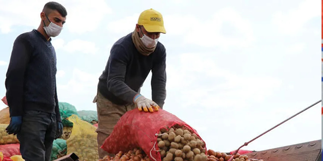 Niğde'de patates üretiminde yüzde 10'luk artış bekleniyor