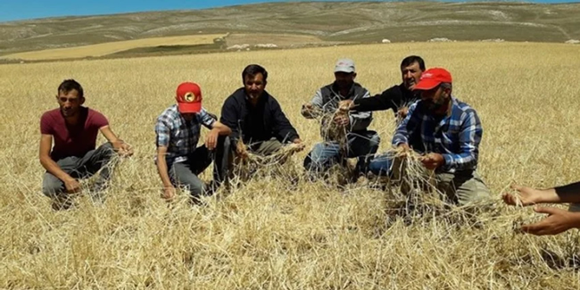 Sivas'ta etkili olan dolu 10 bin dekar tarım arazisine zarar verdi