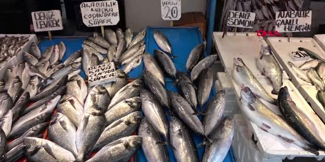 Trabzon palamut diye satılan balık tombik çıktı
