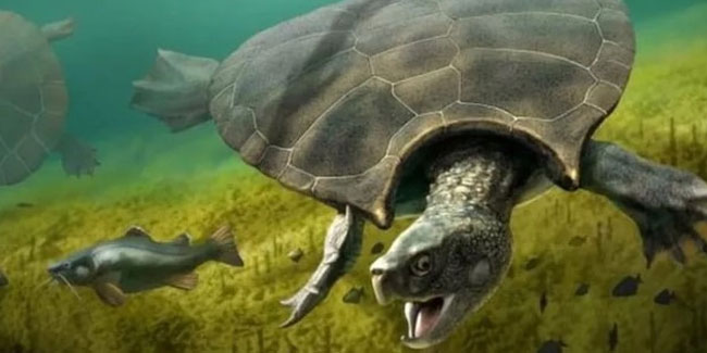 7 milyon yıllık dev kaplumbağa fosili bulundu