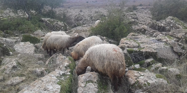 Kaybolan 8 koyunu jandarma buldu