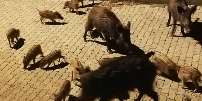 Marmaris'te aç kalan yaban domuzları ilçe merkezine indi