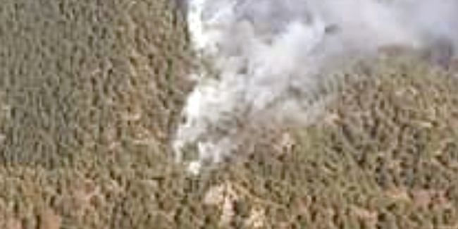 Tokat'ta orman yangını 