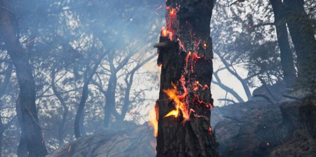 Bodrum'da yerleşim yerine yakın bir noktada orman yangını
