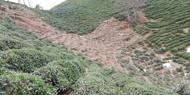 Rizeliler 2020 çay sezonuna hazırlanıyor