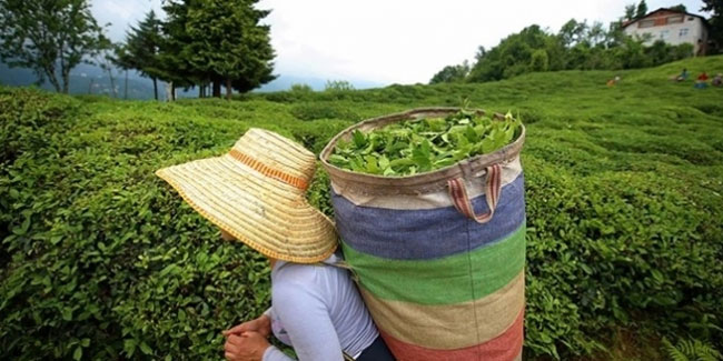 Çay ihracatından 8,2 milyon dolar gelir elde edildi