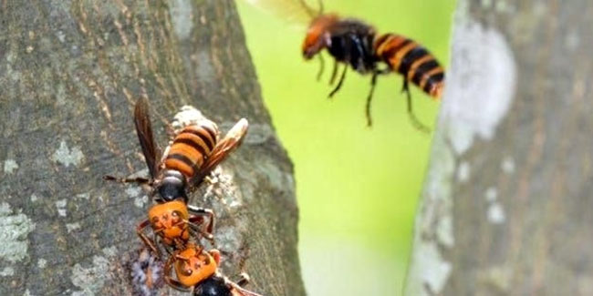 ABD'de bu sefer zehirli eşek arısı paniği