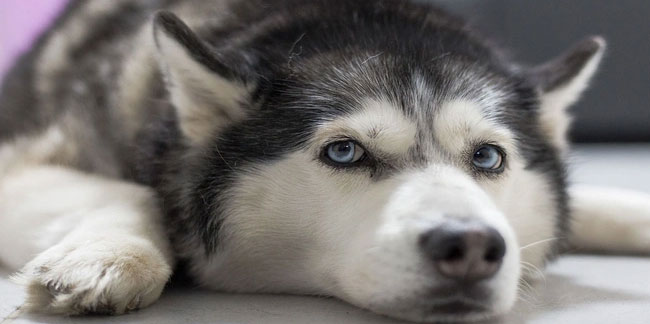 Edirne'de şaşırtan olay! İstanbul'da kaybolan köpek Edirne'de bulundu