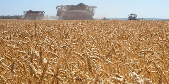 Buğday fiyatlarına savaş şoku! Tarihi zirveyi gördü