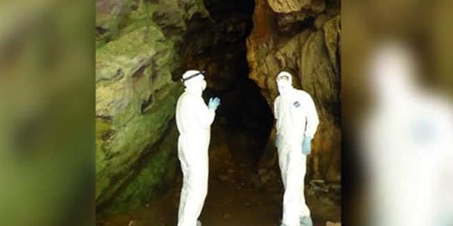 İşte virüs avcıları! Mağara mağara gezip 500 yeni coronavirüs tespit ettiler