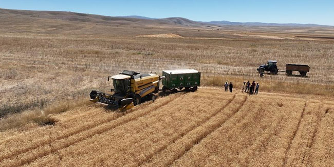Kayseri’de yazlık buğday üretimi geleneği sürüyor