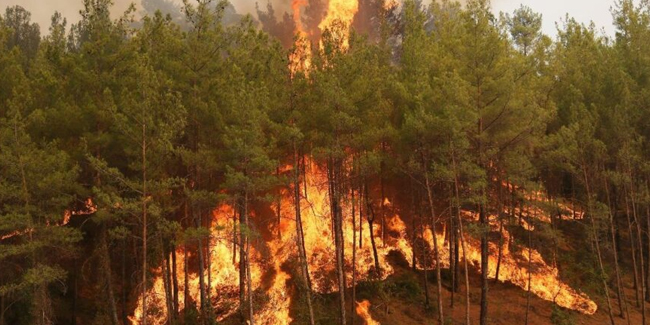 Karabük’te 45 hektar alan yandı