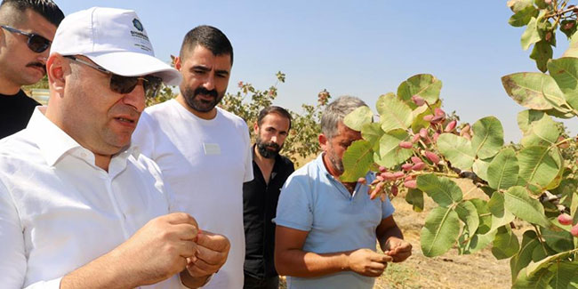 Diyarbakır'da fıstık hasadına başlandı