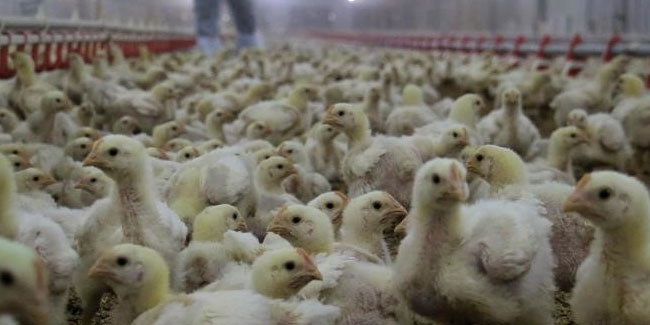 Tavuk eti üretiminde azalma görüldü