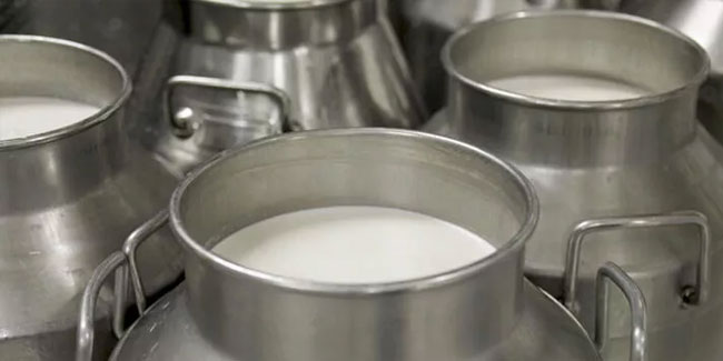 Kriz sürüyor: TÜİK süt üretiminin azaldığını açıkladı!