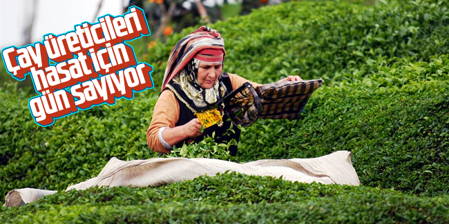 Çay üreticileri hasat için gün sayıyor
