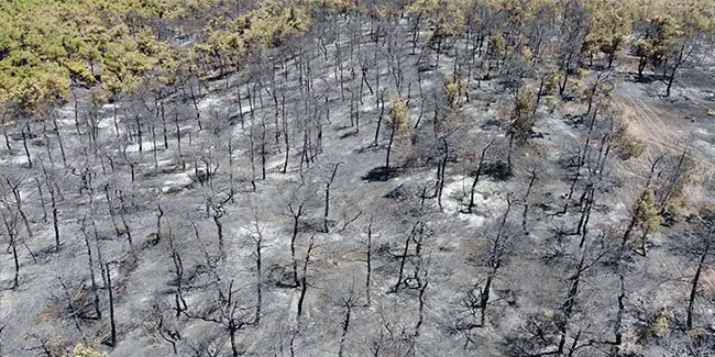 Gaziantep'teki yangınında 58 hektar alan zarar gördü